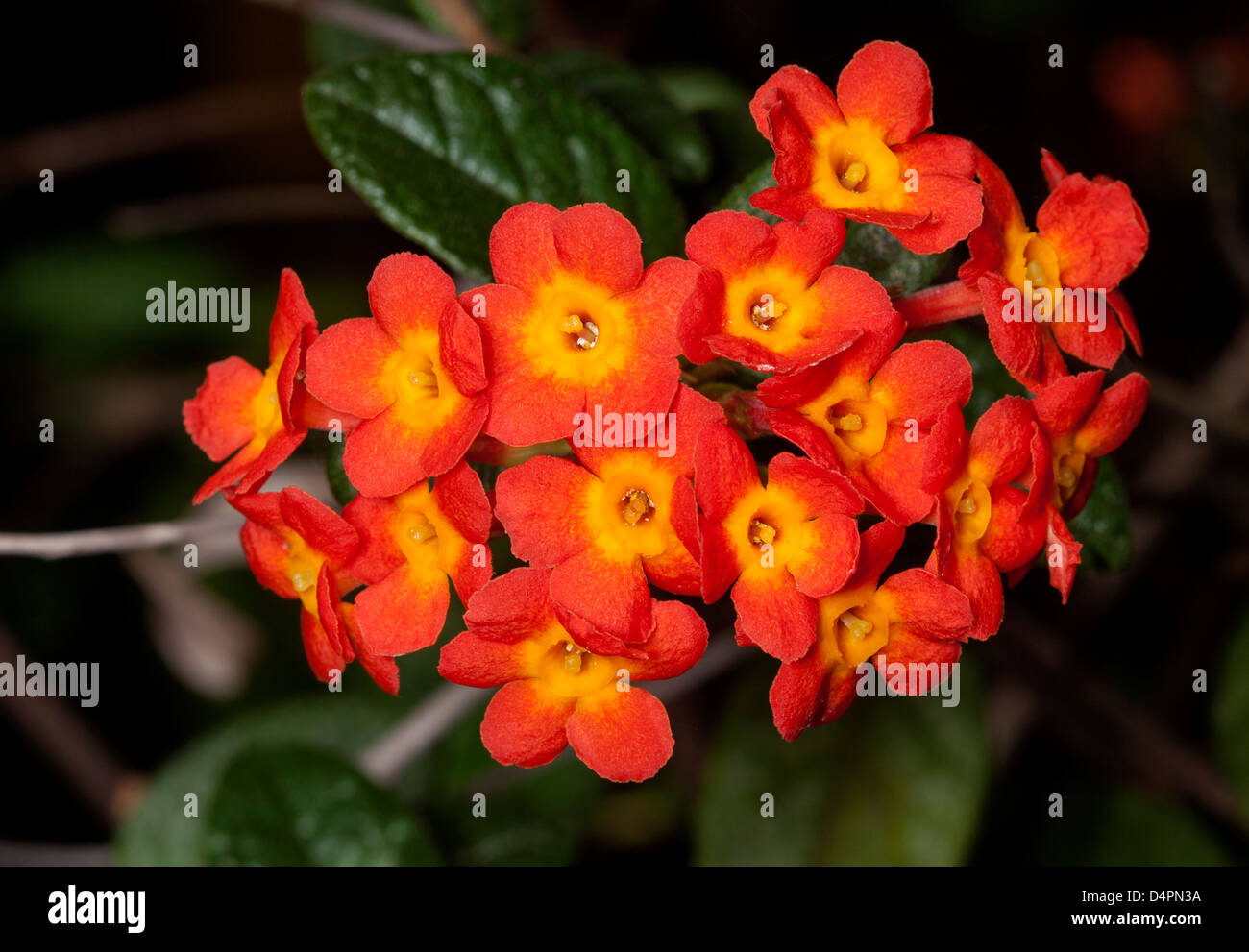 Ansammlung von brilliant orange Blüten und dunkelgrünem Laub von Rondeletia Odorata - Dürre tolerant Strauch - auf dunklem Hintergrund Stockfoto