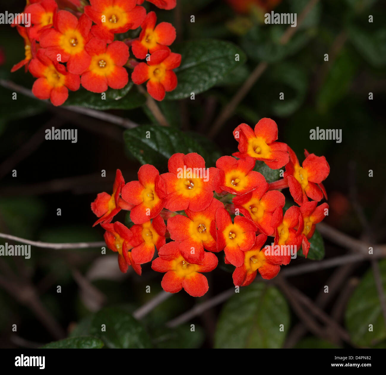 Ansammlung von leuchtend orangen Blüten und dunkelgrünem Laub von Rondeletia Odorata - Dürre tolerant Strauch - auf dunklem Hintergrund Stockfoto