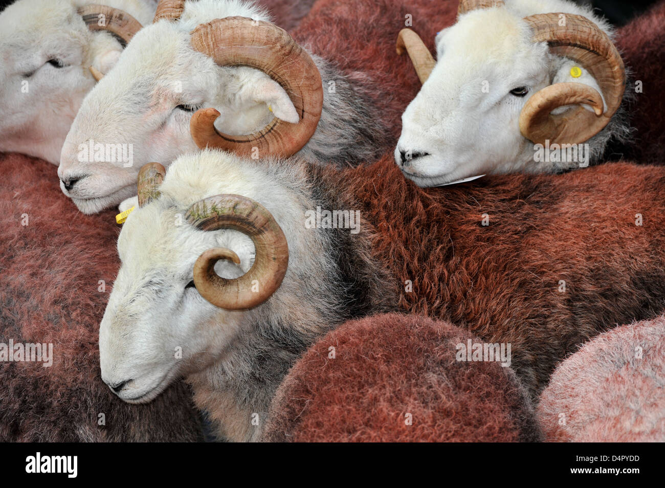 Herdwick Rams in jährlichen Tup Verkauf abgehaltenen Broughton in Furness, Cumbria, UK Stockfoto