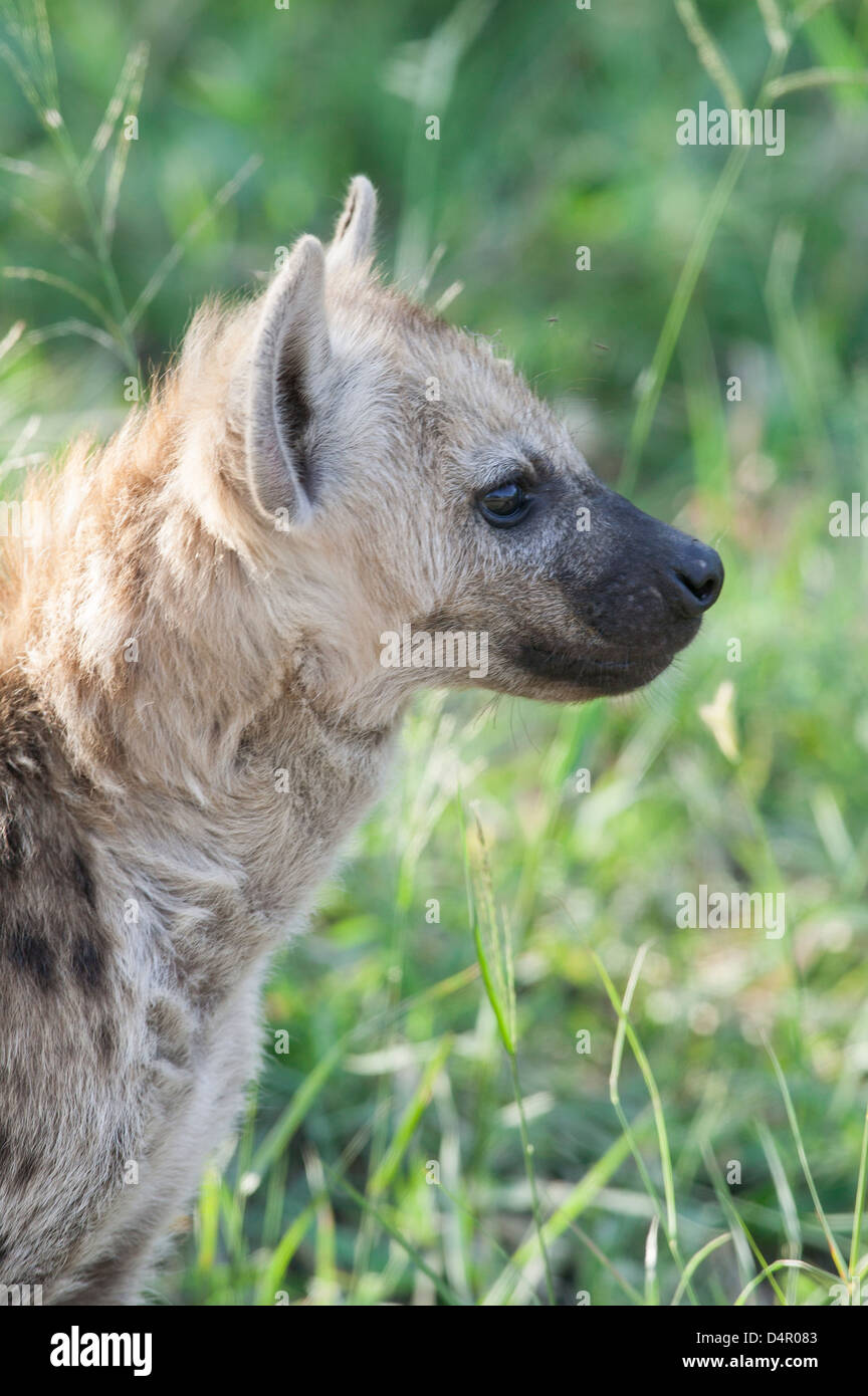 Porträt einer jungen gefleckte Hyäne Hyäne Crocuta Crocuta Cub Seite Blick in die Ferne Lachen hautnah Stockfoto