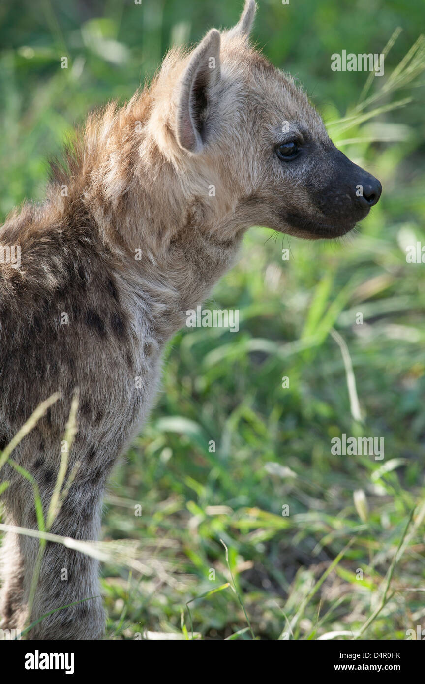 Porträt einer jungen gefleckte Hyäne Hyäne Crocuta Crocuta Cub Seite Blick in die Ferne Lachen hautnah Stockfoto