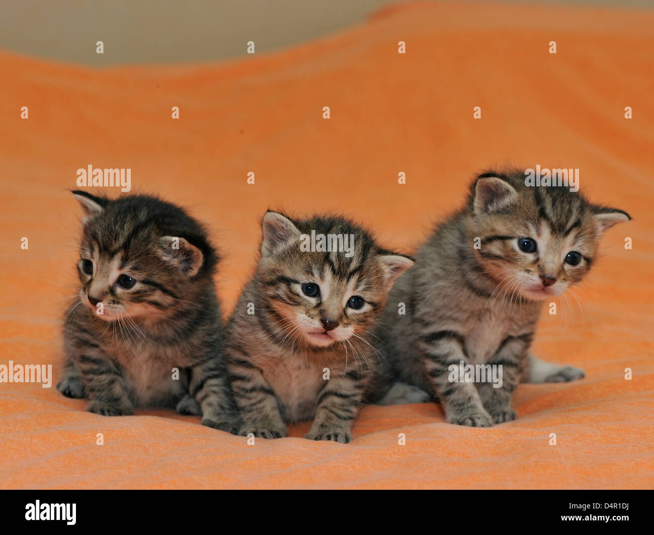 Hauskatze (Felis Domesticus) Tabby Kitten 21 Tage alt Stockfoto