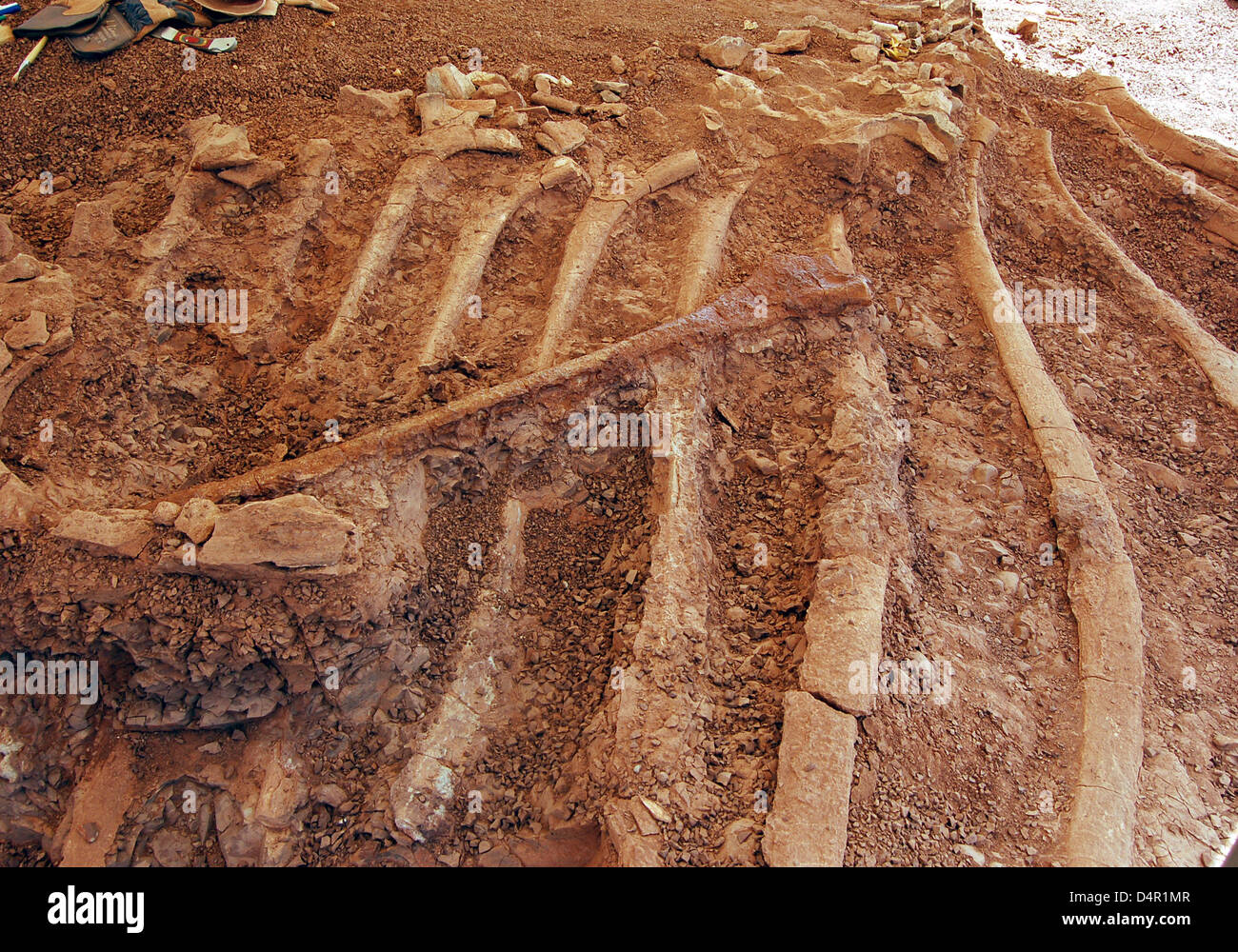Das undatierte Handout Bild veröffentlicht durch das staatliche Museum für Naturkunde in Braunschweig zeigt Knochen offenbart ein? Spinophorosaurus Nigerensis? Dinosaurier in der Sahara. Forscher des Museums präsentiert Knochen des Dinosauriers am 16. September 2009 in Braunschweig, Deutschland, nachdem sie im Jahr 2007 in der Sahara-Wüste im Niger entdeckt worden waren. Eine Ausstellung öffnet am 21 Oktober Stockfoto