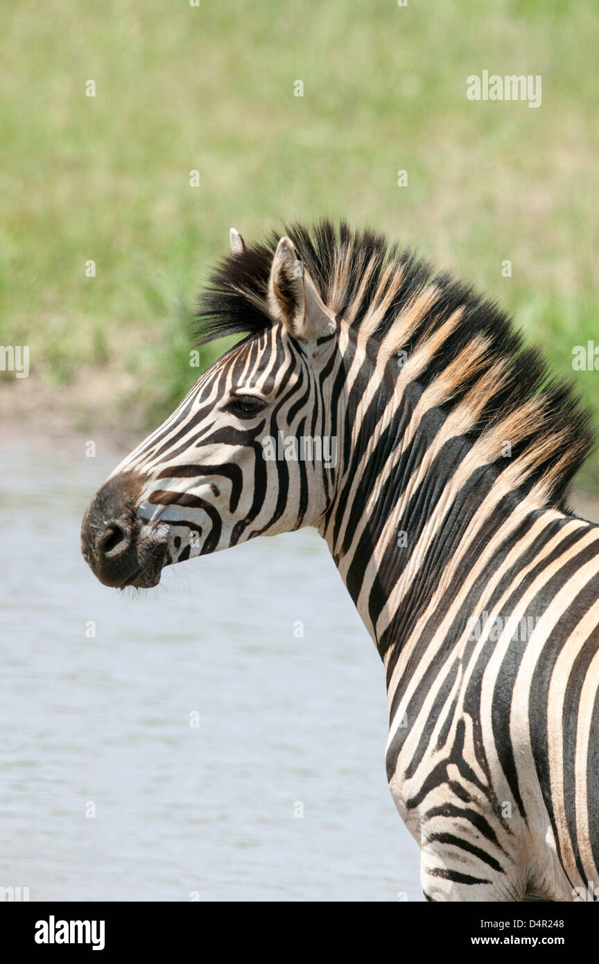 Porträt einer Burchell-Zebra - Equus Burchellii oder gemeinsame Ebenen Zebra, Equus Quagga Wache an einem Wasserloch hautnah Stockfoto