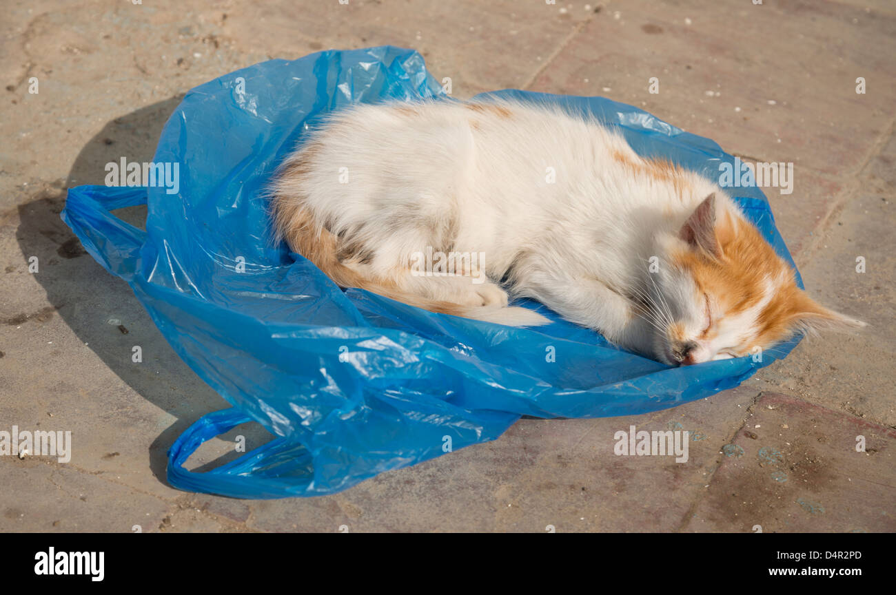 Streunende Katze schläft auf einem blauen Plastikbeutel Stockfoto