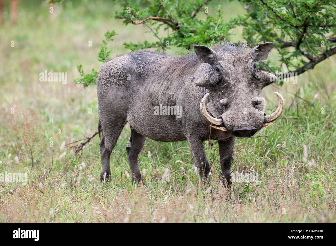 Gemeinsamen Warzenschwein Phacochoerus Africanus stehend nach oben auf eine Bedrohung Stockfoto