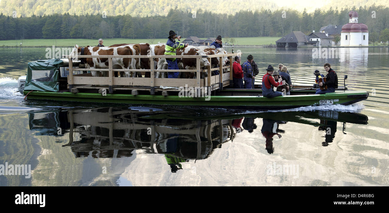 Zwei Schiffe transportieren Kühe über Koenigs See in der Nähe von Medienstationen, Deutschland, 3. Oktober 2009. Anlässlich einen unverletzt Sommer auf der Alm, sind Kühe dekoriert mit bunten Kopfschmuck und getrieben, Winterquartier. Foto: Peter Kneffel Stockfoto