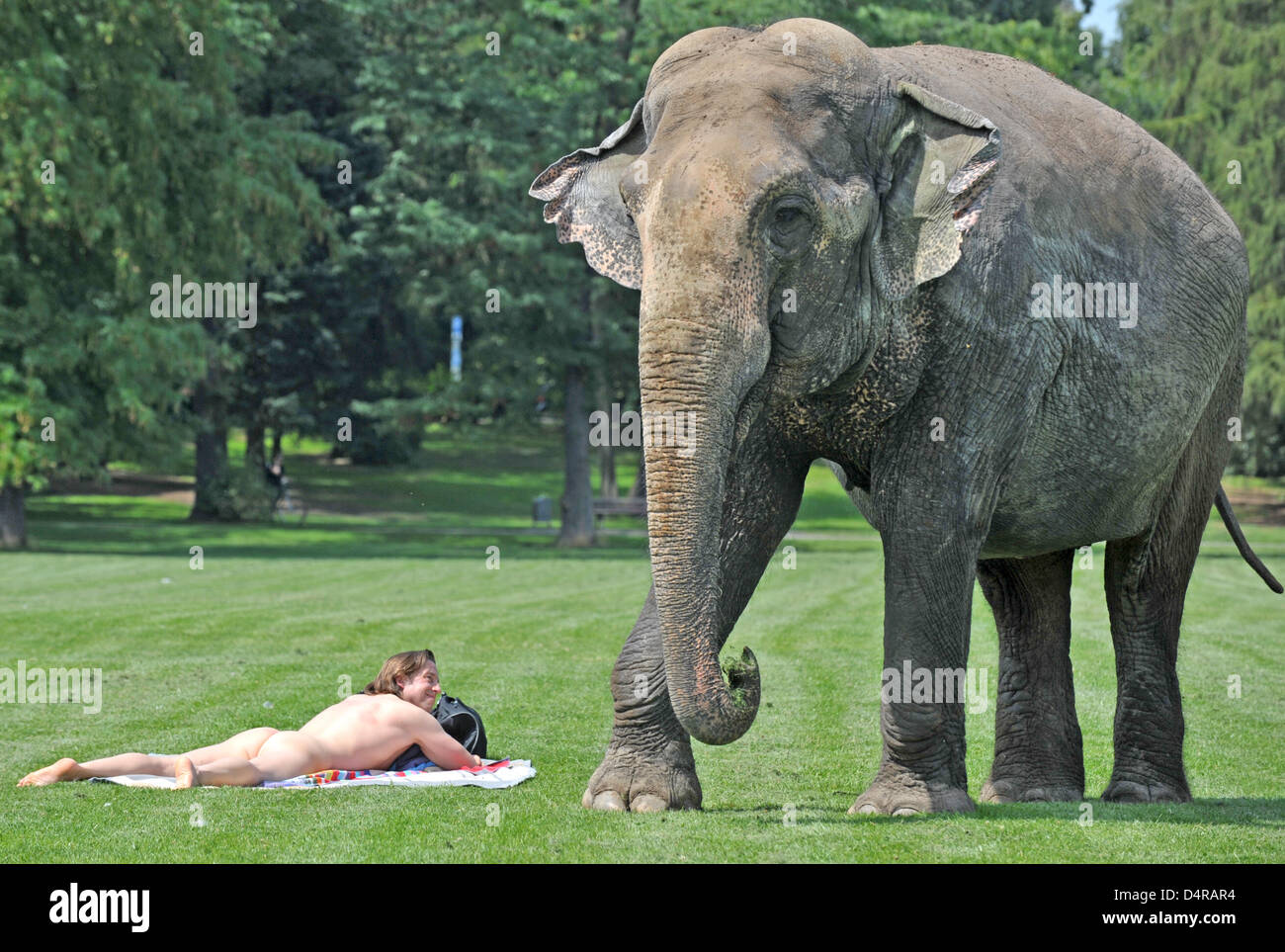 Ein Sonnenbad Mann wundert sich über den Elefanten im Ostpark in Frankfurt Main, Deutschland, 29. Juli 2009. Elefant Carla gehört zu den Circus Carl Busch, die derzeit direkt neben dem Park befindet. Foto: Boris Roessler Stockfoto