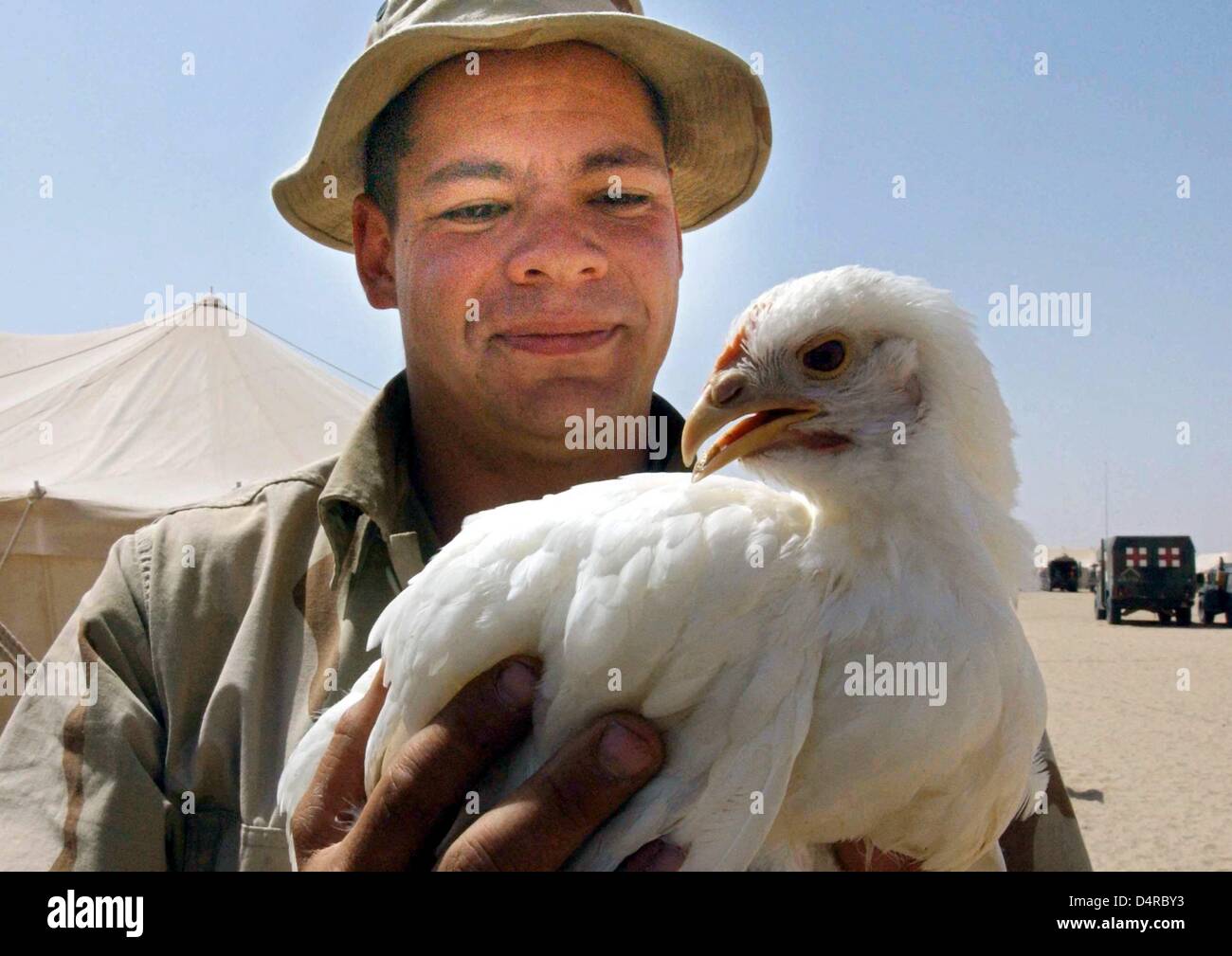 US Marine Sergeant Jeremy Riglesberger hält die letzten Überlebende Huhn, Thunder, in seinen Händen am 16. März 2003, am Camp Coyote in der Wüste von Kuwait. Donner ist der letzte der 60 Hühner. Die Tiere erhielten tatsächlich zu den Marines, weil sie schneller über chemische Waffen reagieren. Leider konnte sie nicht mit dem Wetter in der Wüste und 59 starb befassen. Unterdessen haben Tauben die Aufgabe übernommen, um die Soldaten des bevorstehenden Vergiftungen zu warnen. Die Marines warten, etwa 50 Kilometer von der Grenze Kuwait und Irak für Bestellungen des amerikanischen Präsidenten Bush. Stockfoto