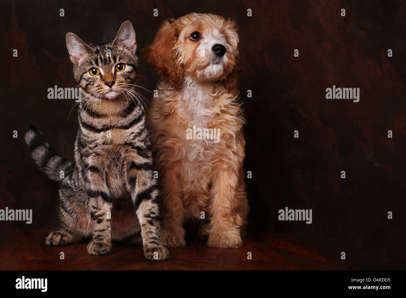 Entzückende Cavapoo Welpen mit Tabby Kitten. Stockfoto