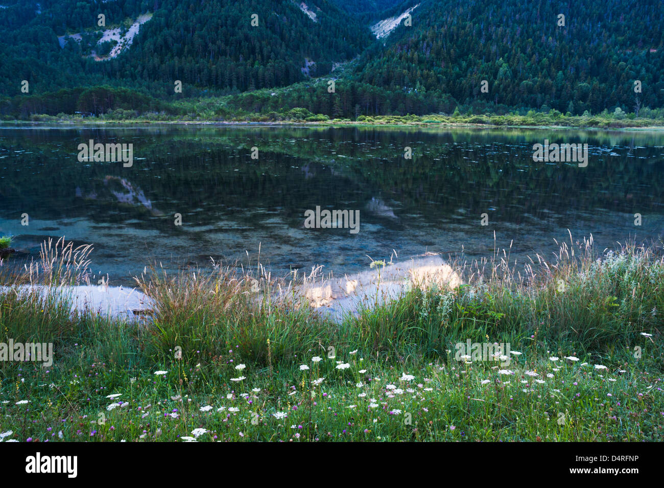 Wildblumen im Juli am Ufer des Stausees Bielsa in den Pyrenäen von Huesca Provinz, Aragon, Spanien Stockfoto
