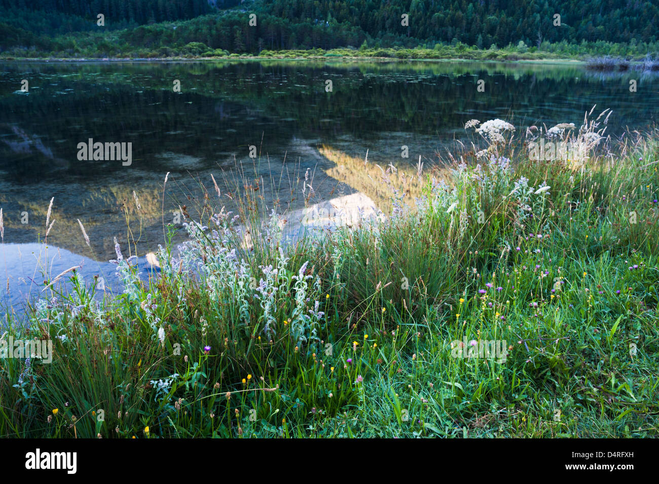 Wildblumen im Juli am Ufer des Stausees Bielsa in den Pyrenäen von Huesca Provinz, Aragon, Spanien Stockfoto