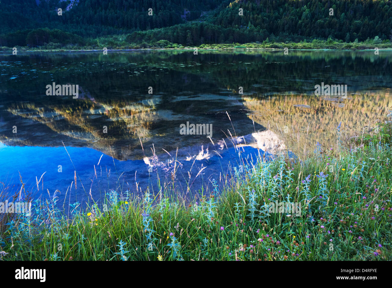 Wildblumen im Juli am Ufer des Stausees Bielsa in den Pyrenäen von Huesca Provinz, Aragon, Spanien Stockfoto