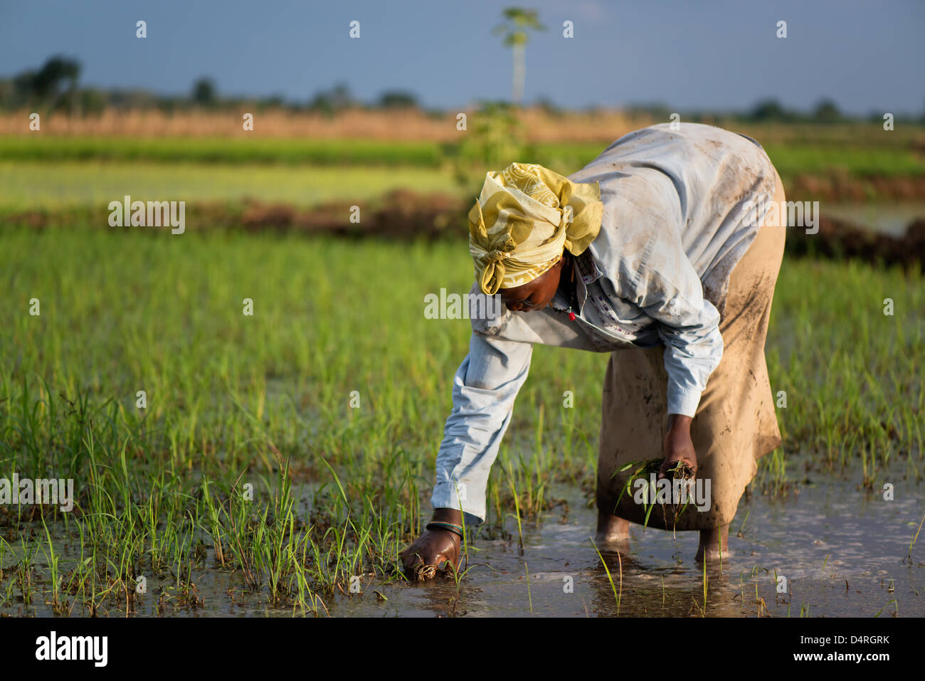 Eine Frau auf einer Reis-Plantage Stockfoto