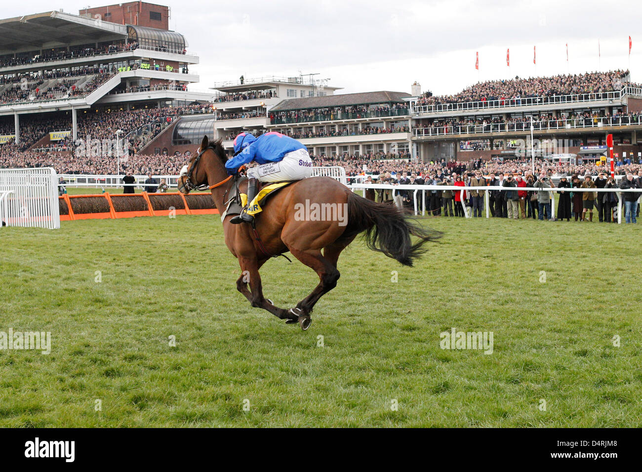 14.03.2013 - Cheltenham; Cue Card, geritten von Joe Tizzard gewinnt die Ryanair Chase (registriert als The Festival Trophy Steeple Chase) Klasse 1. Bildnachweis: Lajos-Eric Balogh/turfstock.com Stockfoto