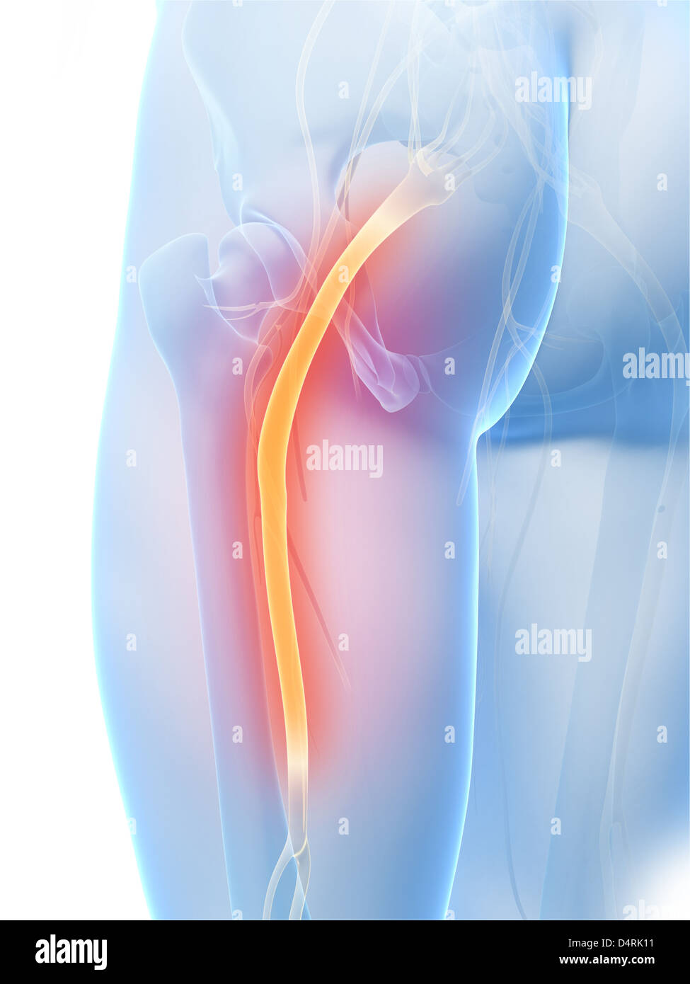 N. ischiadicus Stockfoto