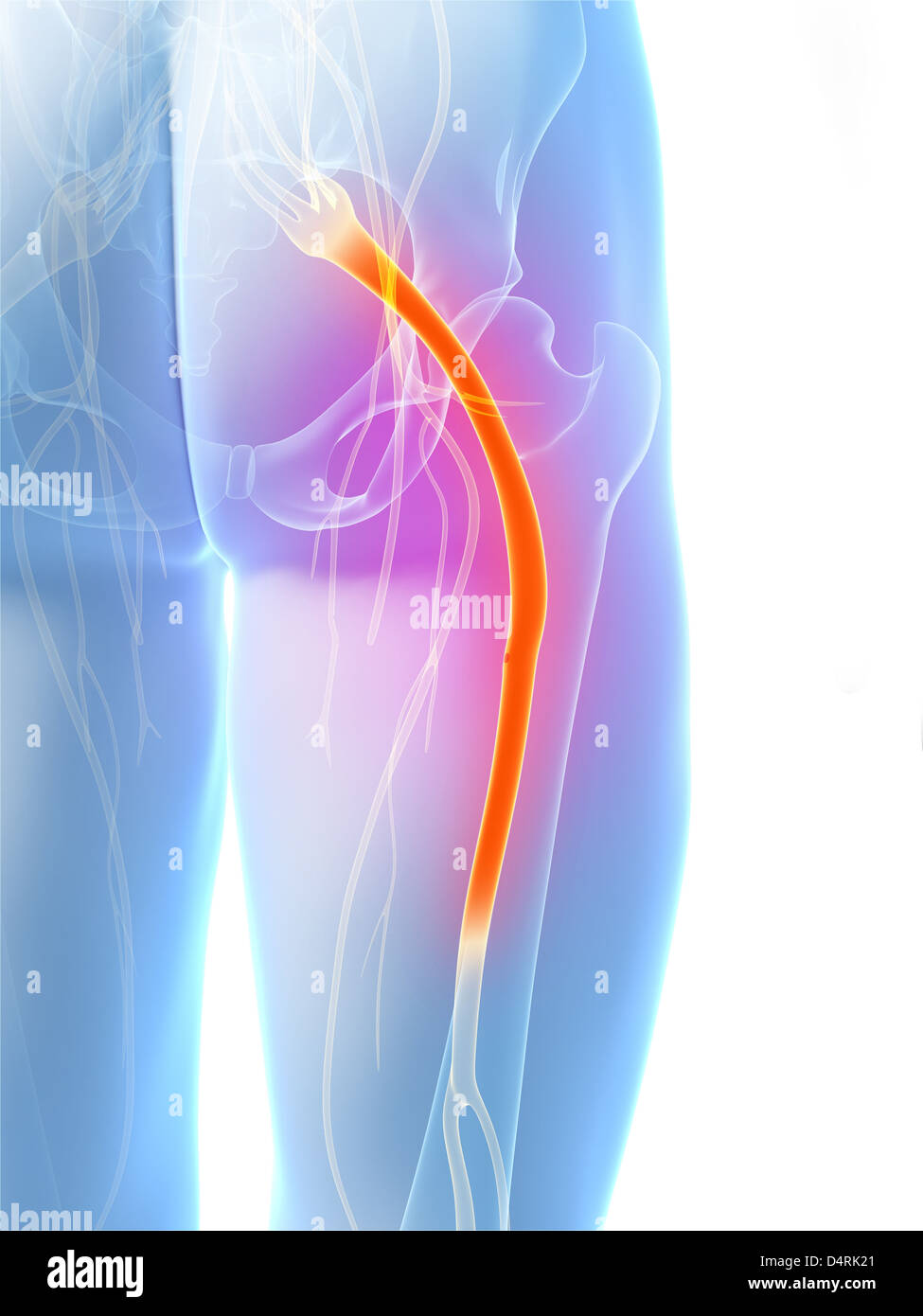 N. ischiadicus Stockfoto