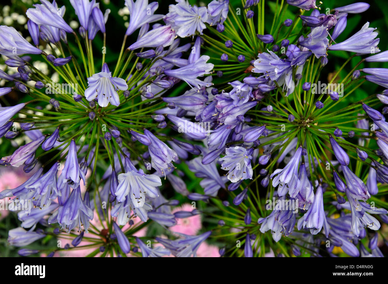 Agapanthus, Schmucklilie bzw. Dorset, UK August 2010 Stockfoto