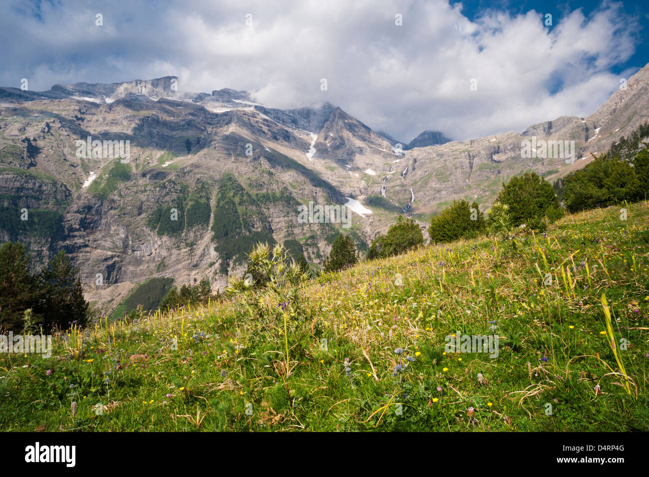 Wildblumenwiese in Llanos De La Larri, mit Blick auf Monte Perdido in den Pyrenäen von Huesca Provinz Aragón, Spanien Stockfoto