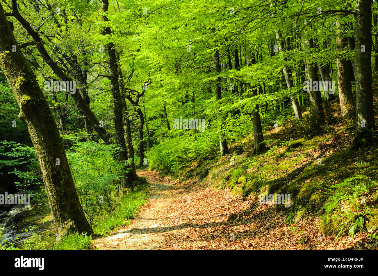 Pfad durch Bäume im Barton Holz auf der Bank der Osten Flusses Lyn, Exmoor National Park in der Nähe von Rockford, Devon, England. Stockfoto