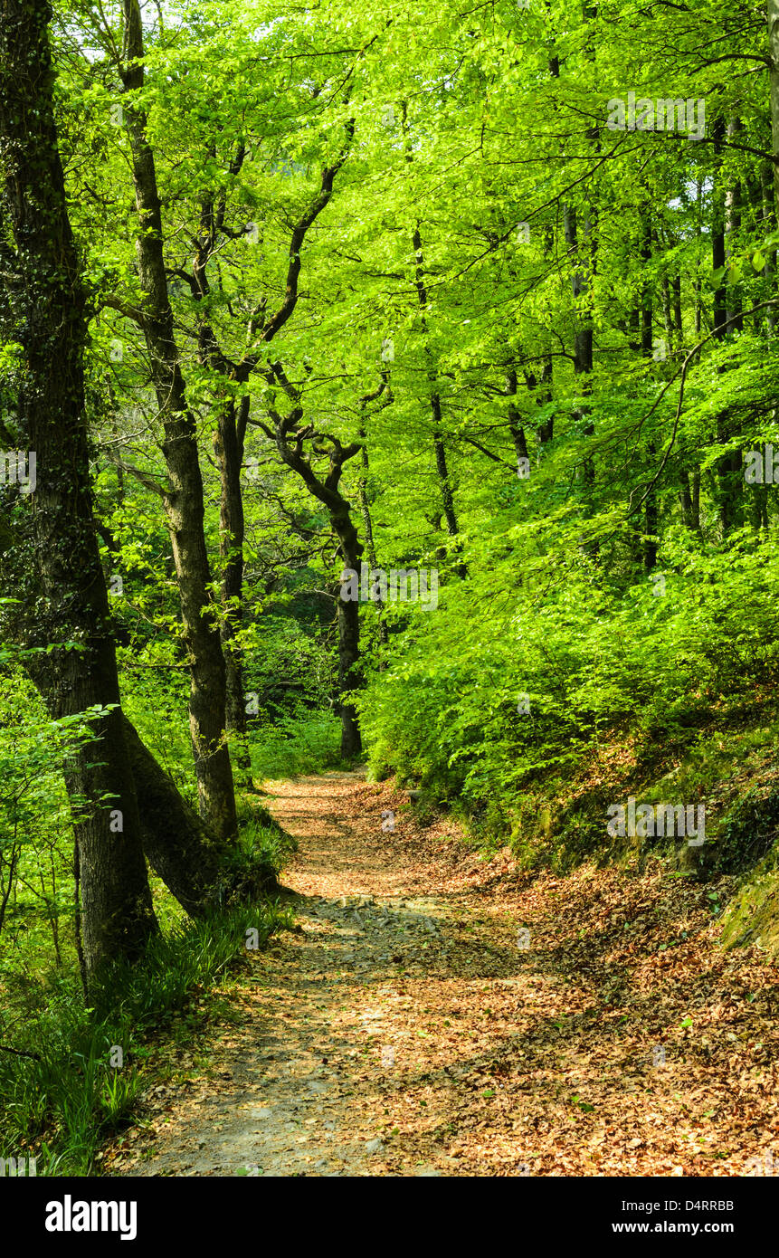 Pfad durch Bäume im Barton Holz auf der Bank der Osten Flusses Lyn, Exmoor National Park in der Nähe von Rockford, Devon, England. Stockfoto