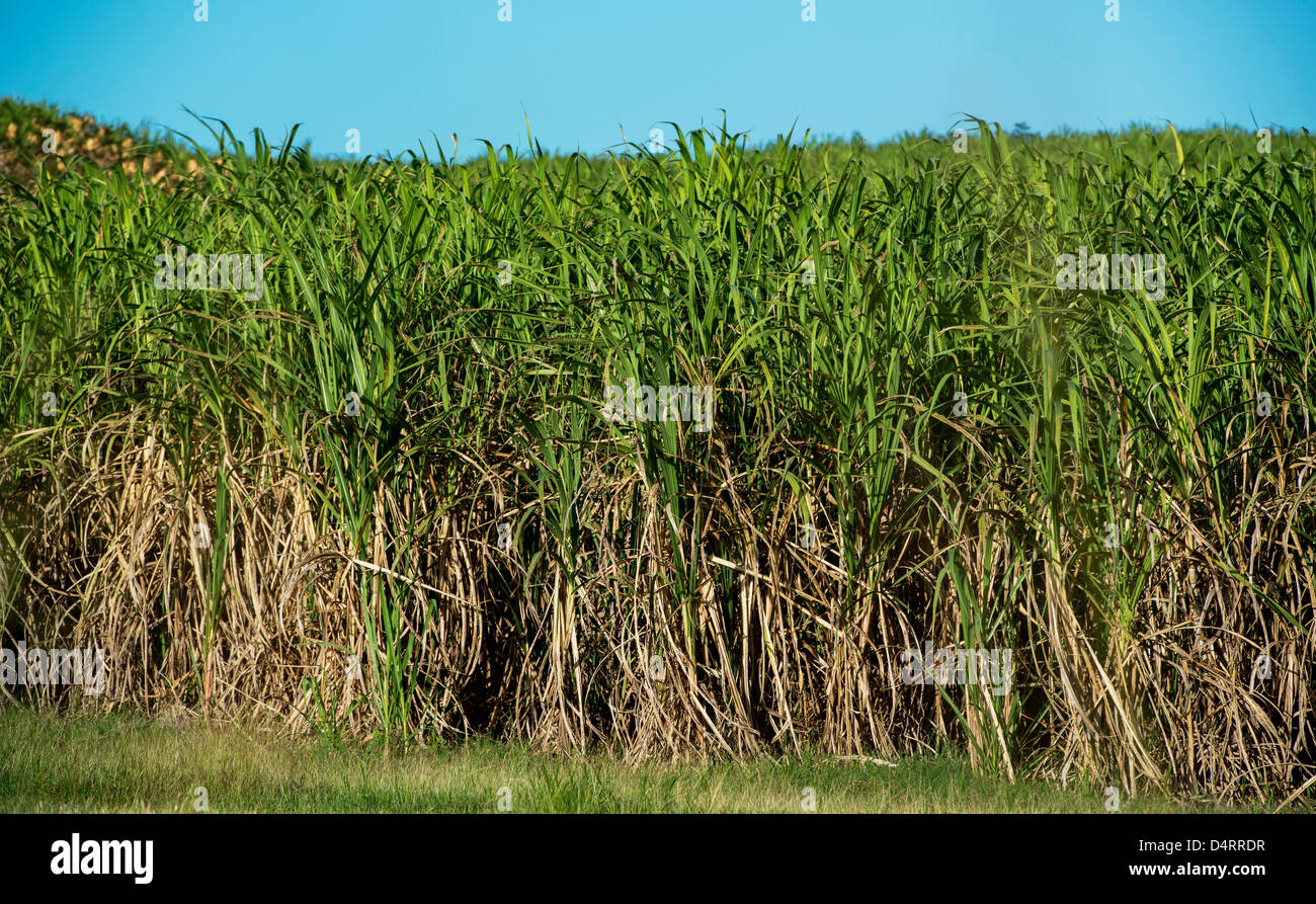 Ein Feld von Zuckerrohr Rüben wächst auf einer Plantage in Barbados, Caribbean Stockfoto
