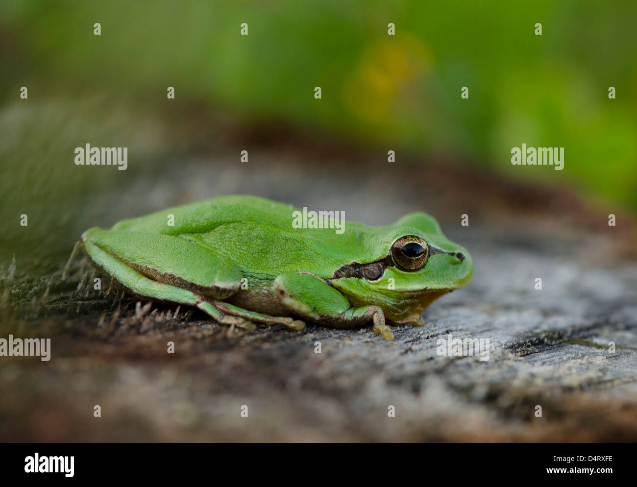 Mittelmeer-Laubfrosch oder Stripeless Laubfrosch, Hyla Meridionalis, Andalusien, Spanien. Stockfoto