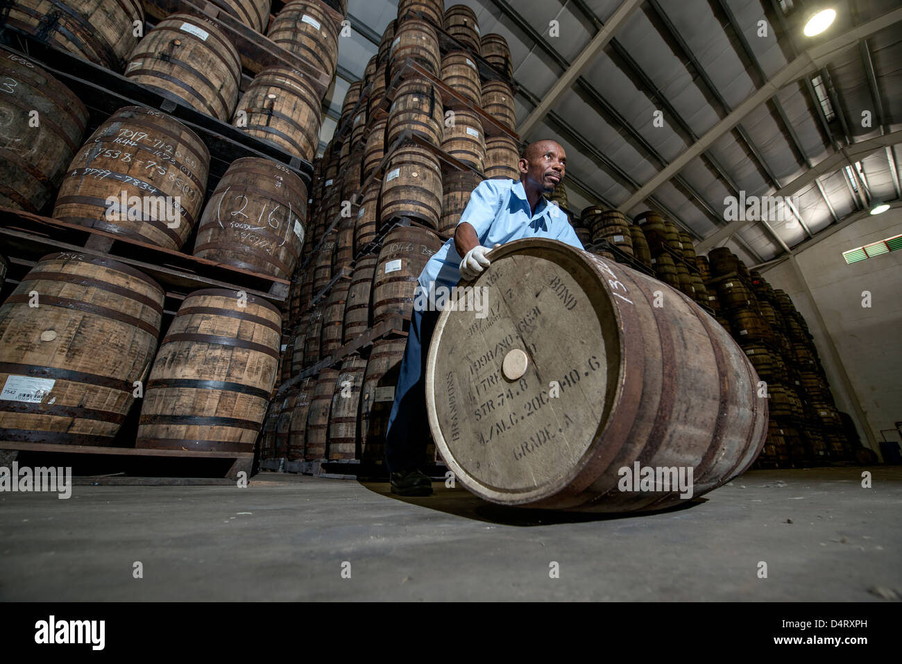 Eine Brennerei Arbeitskraft verschieben von Holzfässern in der Mount Gay rum Destillerie in St Lucy Parish, Barbados, Karibik Stockfoto