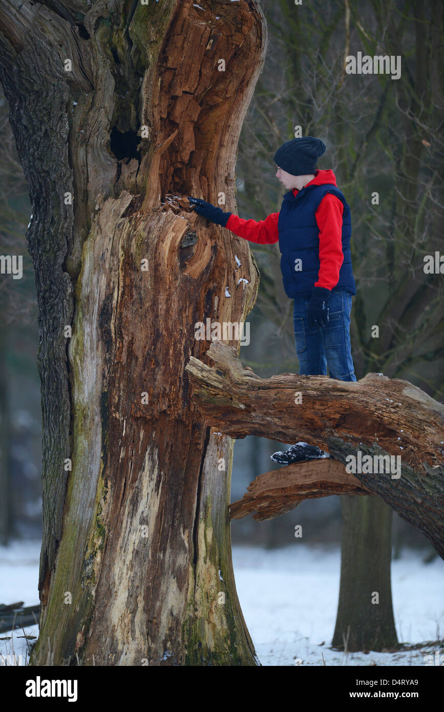 Junger Junge klettert einen faulen Baum Großbritannien. Klettern Bäume Kind Kinder Abenteuer Landschaft Wald Wälder Wald Großbritannien toten Baum Stockfoto