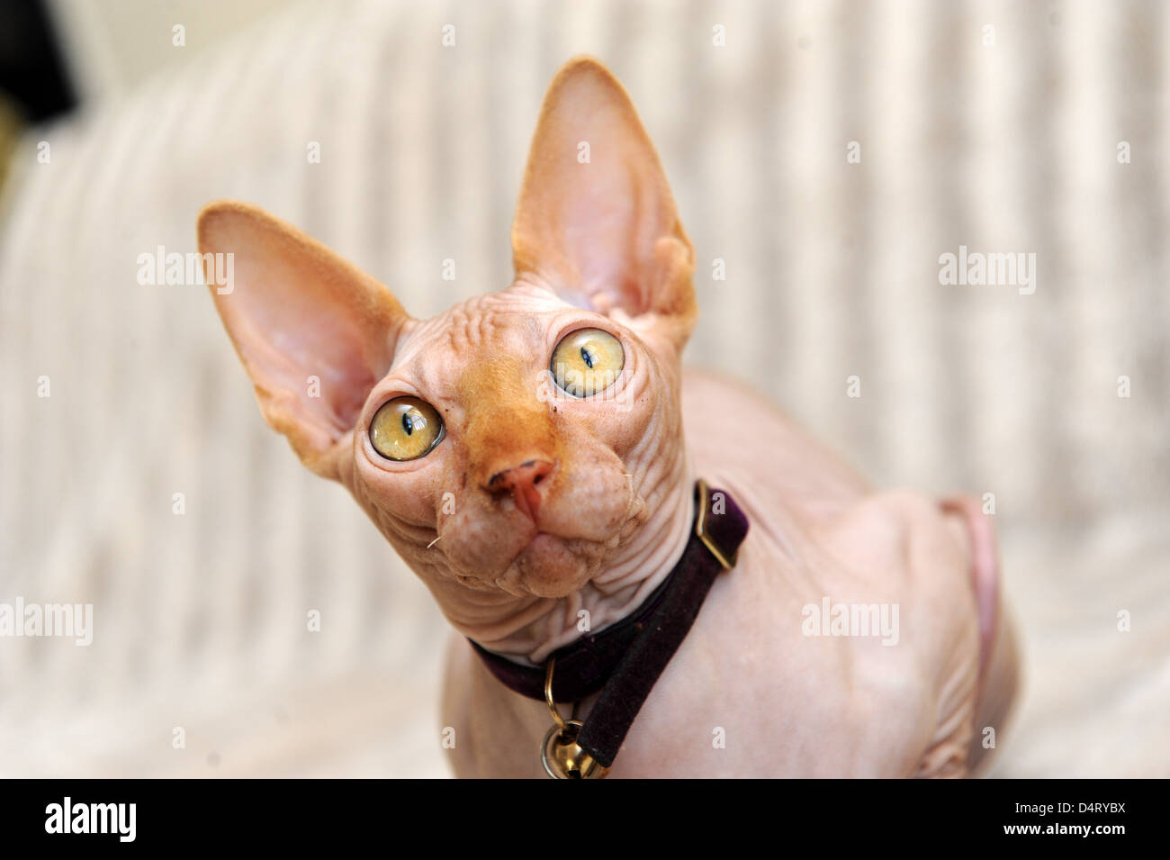Sphynx Cat . reinrassige Katzen Katze Großbritannien UK Stockfoto