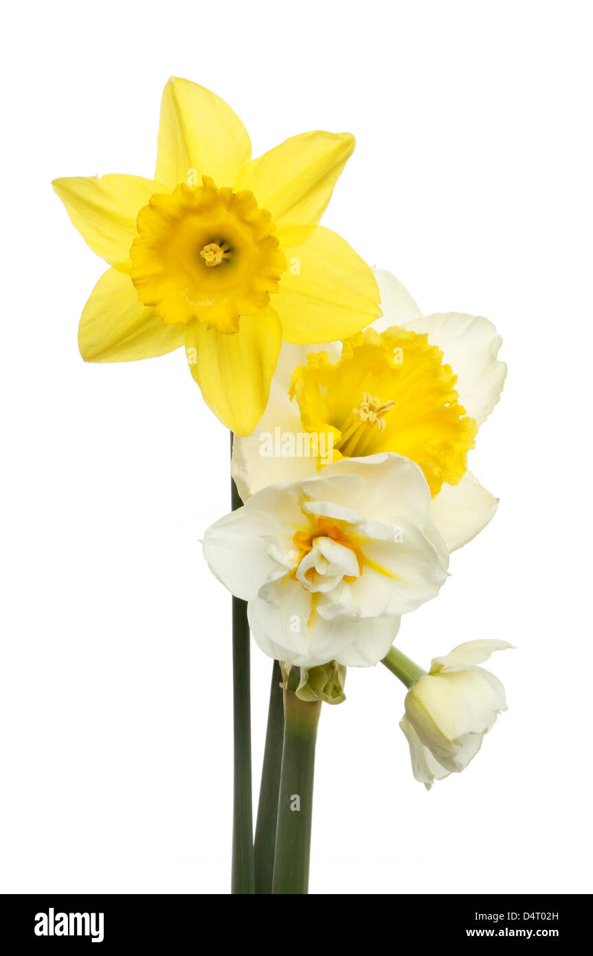 Auswahl von drei verschiedenen Narzisse Blumen isoliert gegen weiß Stockfoto