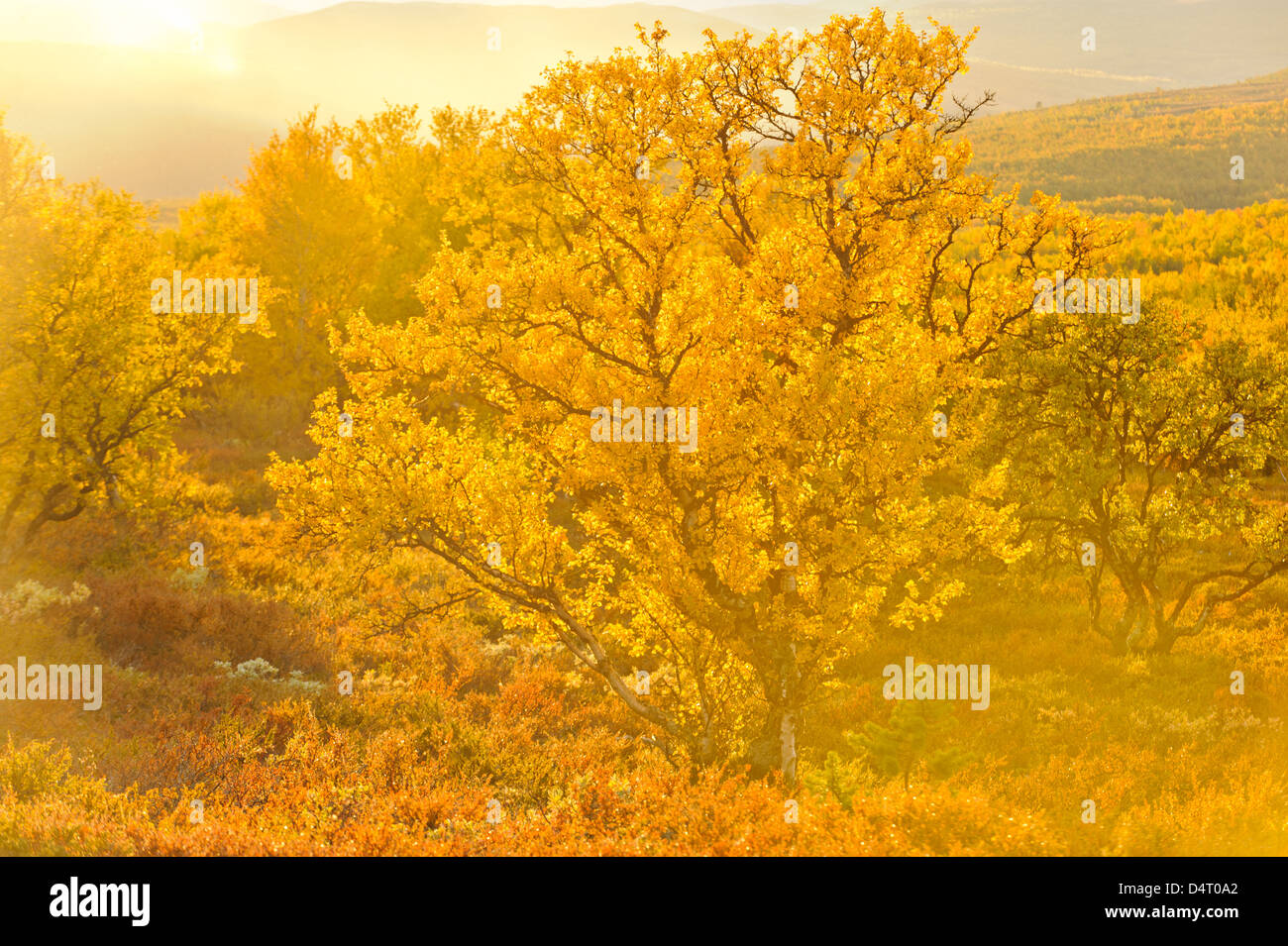 Herbst Baum in der goldenen Sonne, Einunndalen, Norwegen, Europa Stockfoto