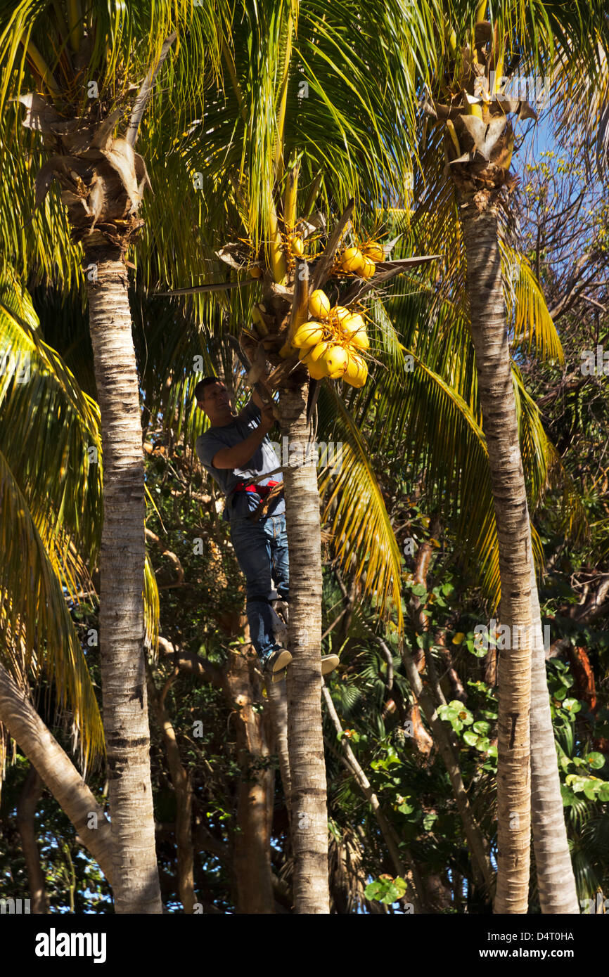 Kokosnüsse von Palmen geschnitten Stockfoto