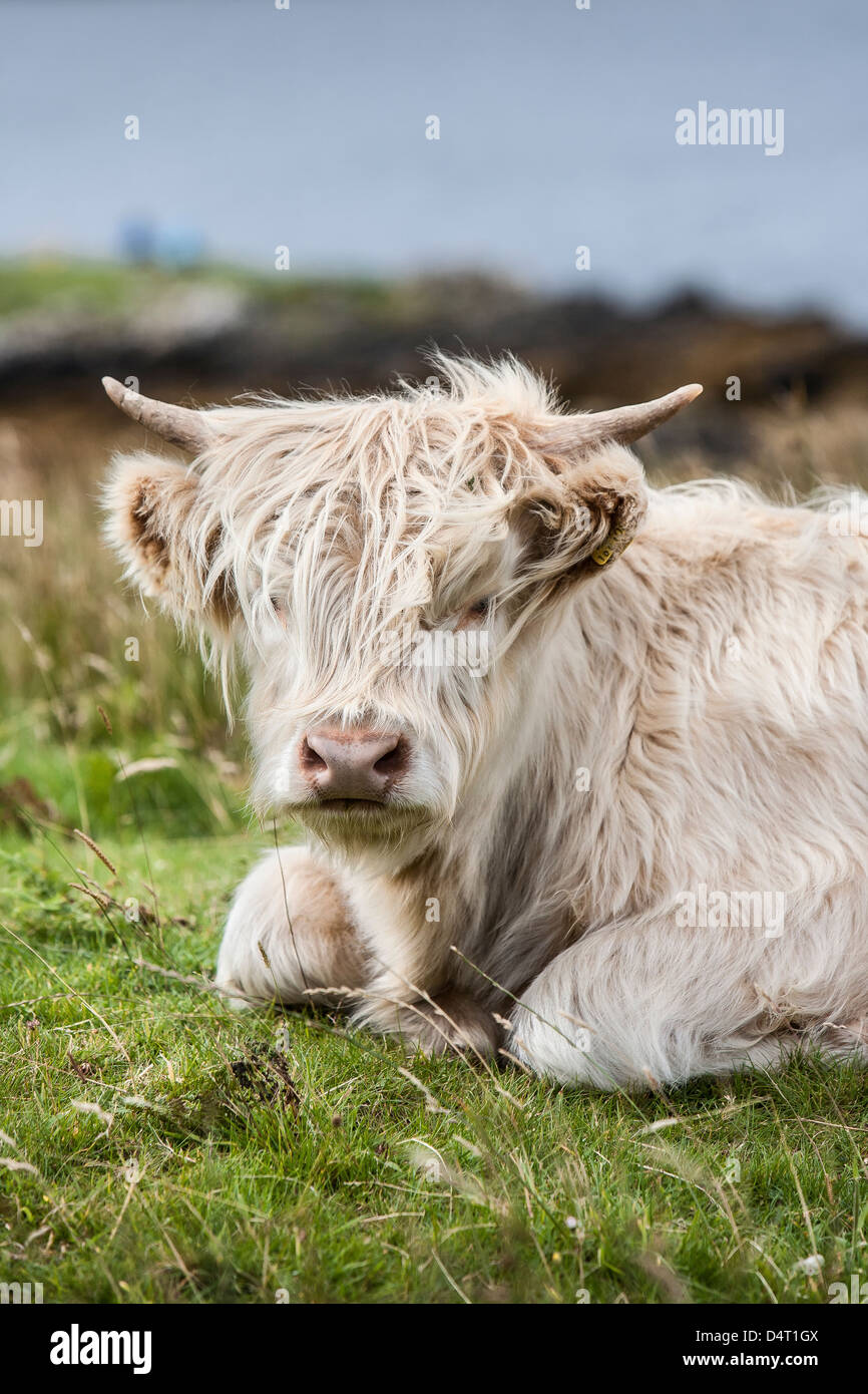 Highland Kuh Kalb auf der Isle Of Skye in Schottland. Stockfoto