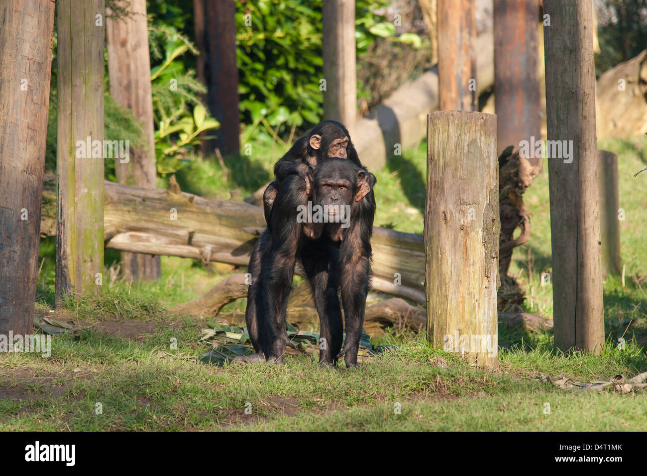 Schimpansen saßen in der Sonne in einem zoo Stockfoto