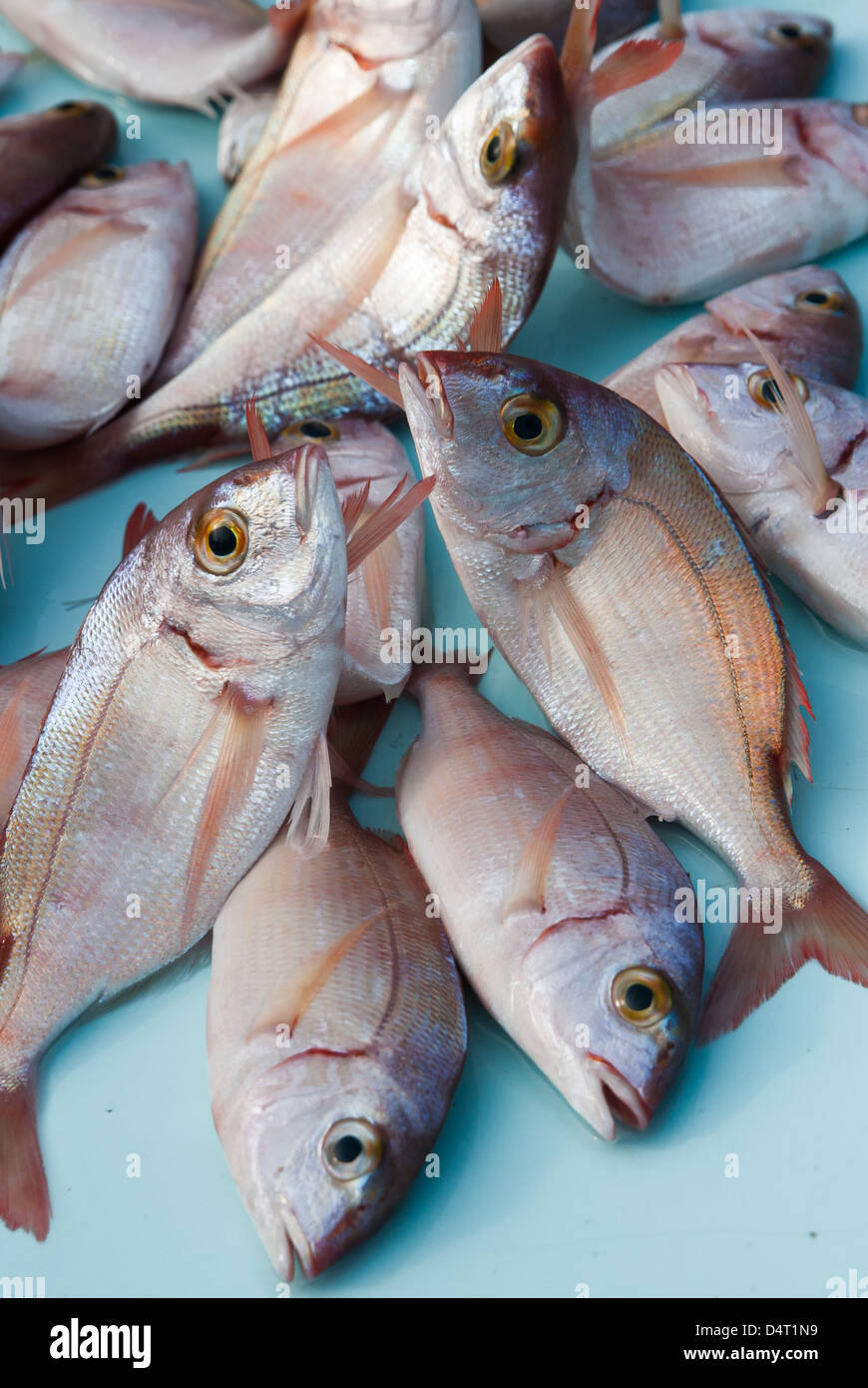 Frischer Meeresfisch auf dem Fischmarkt in Marseille, Frankreich Stockfoto