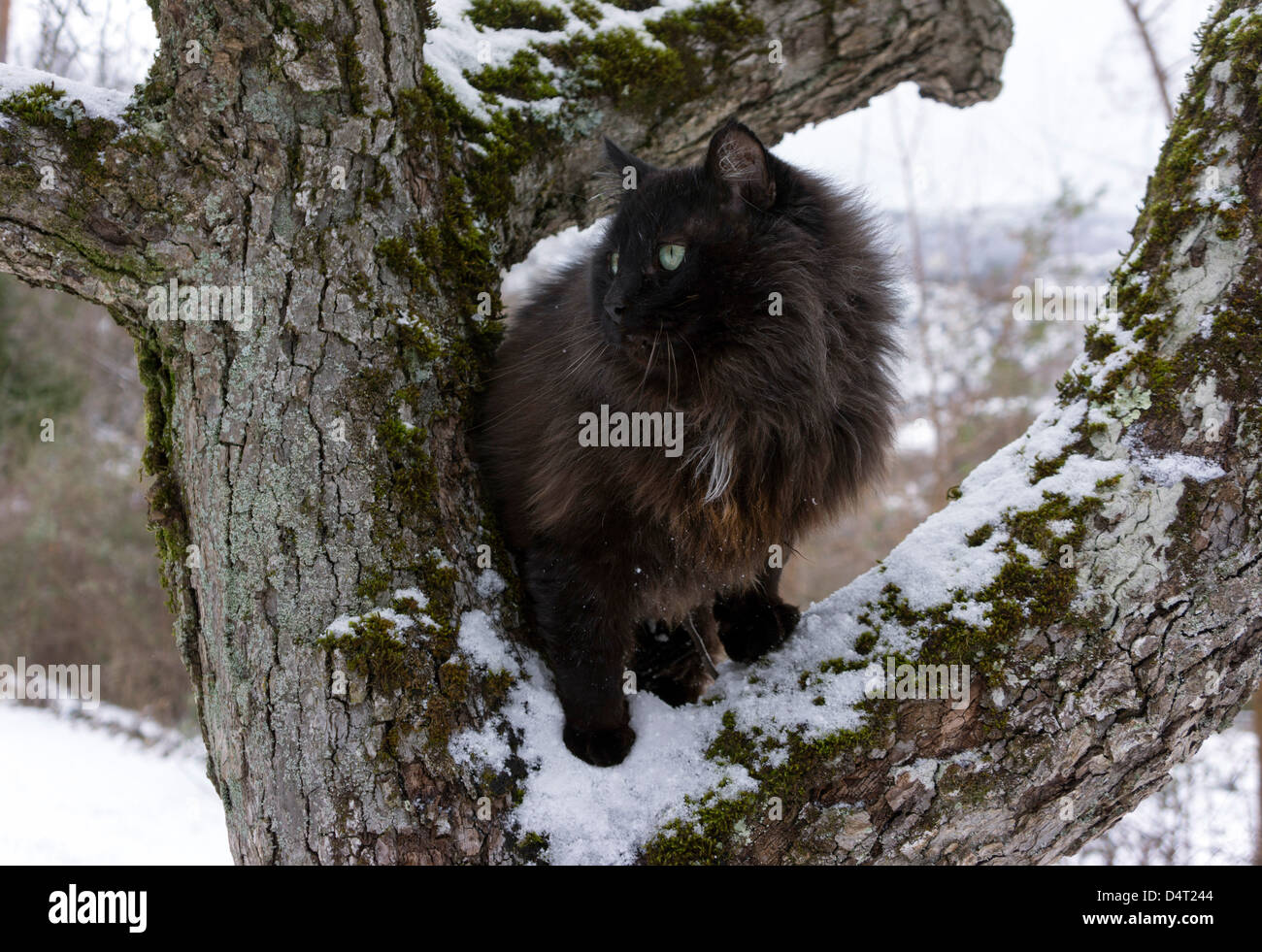 Schwarze wilde Katze mit grünen Augen saß auf verschneiten branch Stockfoto