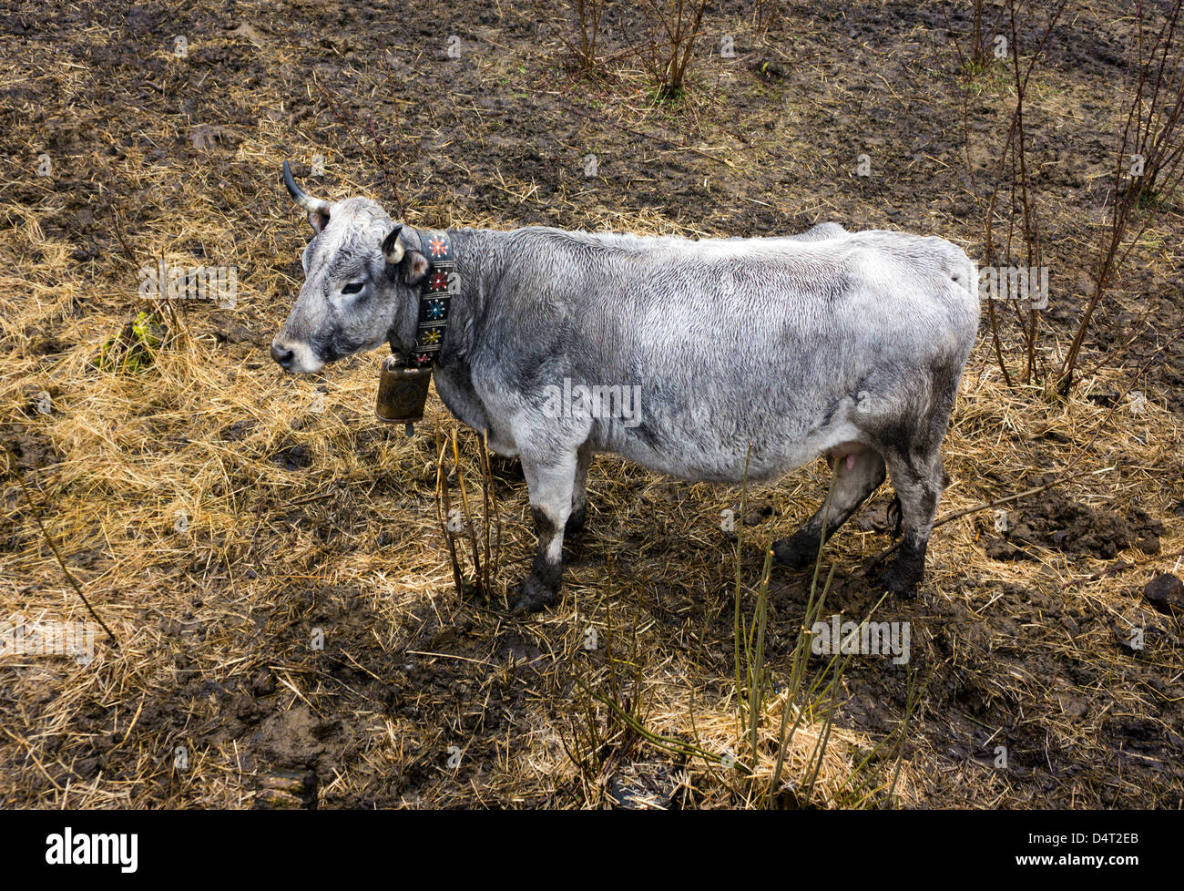Gascon Kuh mit Kuhglocke, Vieh, Pyrenäen Stockfoto