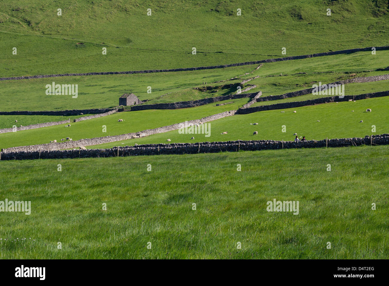 Trockenmauern Wand Muster auf den saftigen Weiden der Hope Valley Stockfoto