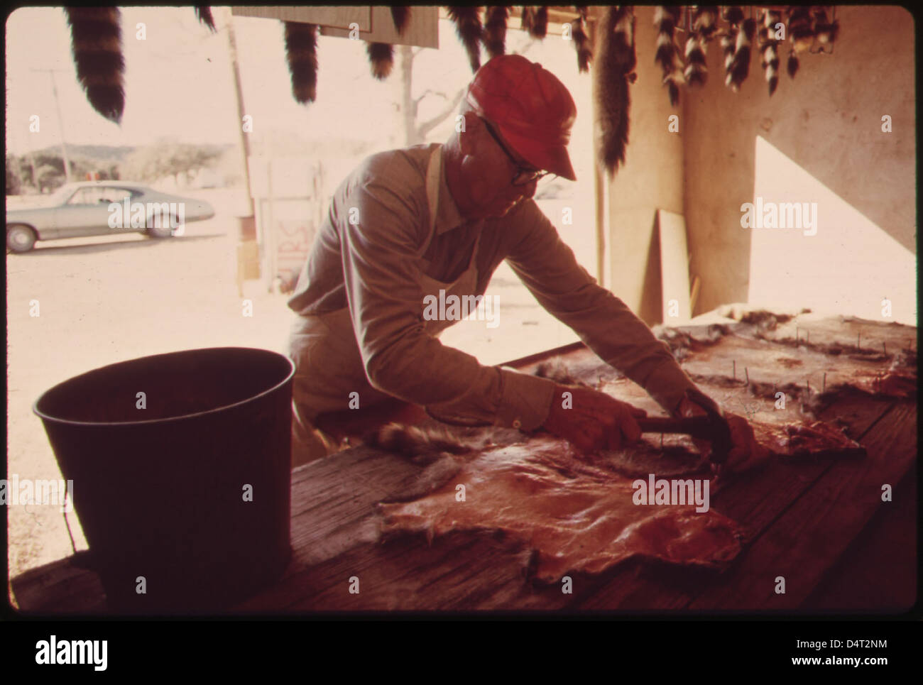 Fell, Häute von Fuchs, Waschbär und Bobcat vorbereitet für Markt in Leakey, Texas, in der Nähe von San Antonio, 12/1973 Stockfoto