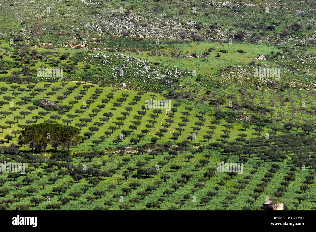 Olivenbäume im grünen Feld, geometrische Muster, Sizilien, Italien Stockfoto