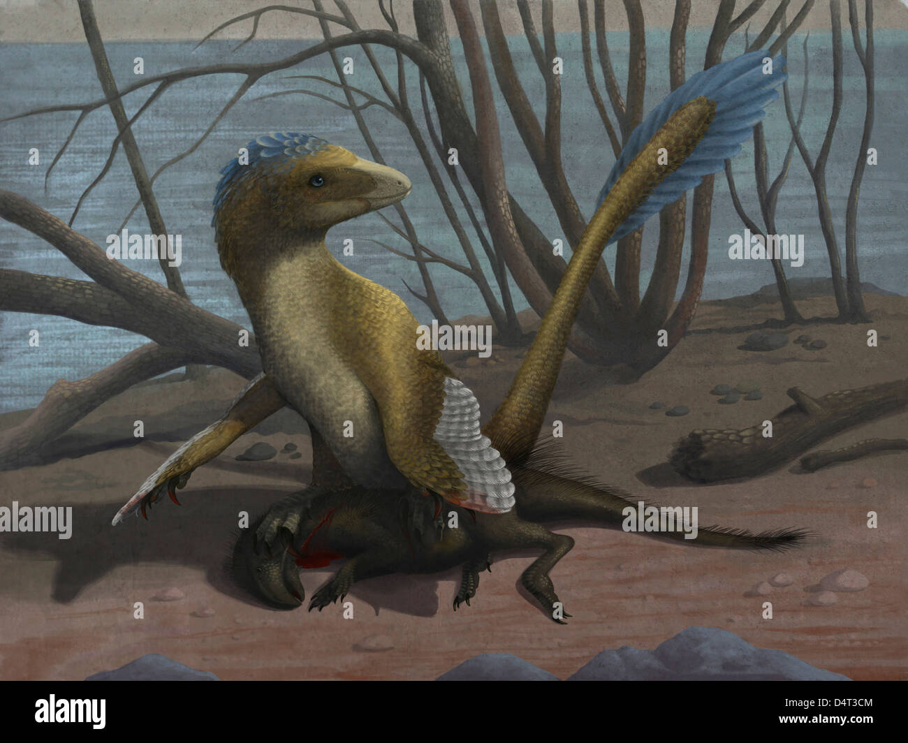 Ein Deinonychus schützt seine töten, ein Psittacosaurid Dinosaurier. Stockfoto