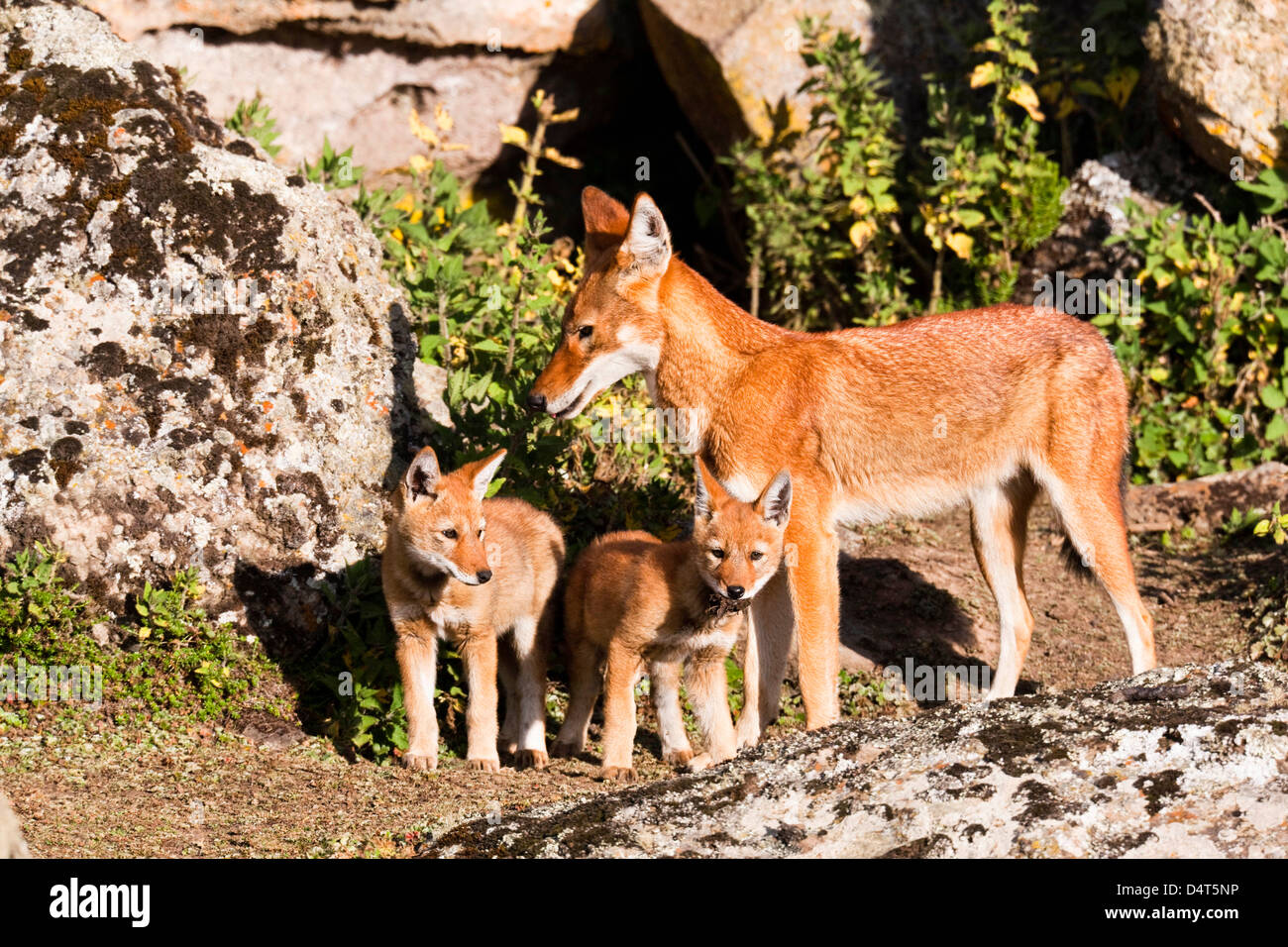 Äthiopischer Wolf (Canis Simensis), Bale-Mountains-Nationalpark, Äthiopien Stockfoto