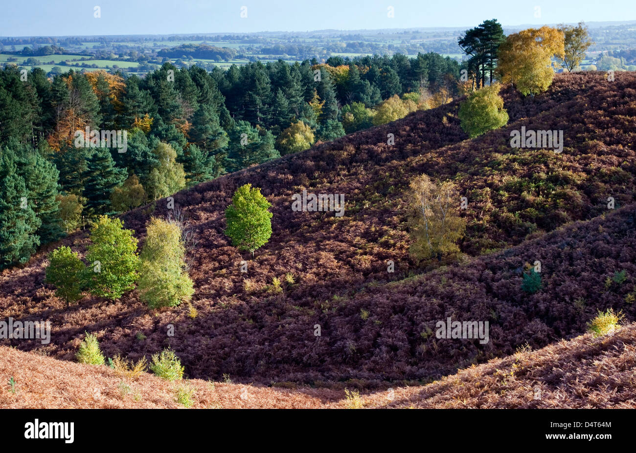 Blick auf den Hügel von der Gegend um den Beggars Hill bei Seven Springs im Herbst Cannock Chase AONB (Gebiet von außergewöhnlicher natürlicher Schönheit) Stockfoto