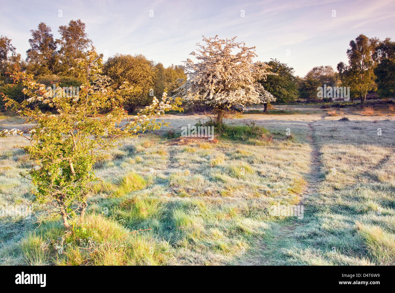 Späten Bodenfrost kann auf Weißdorn Bäumen Cannock Chase Country Park AONB (Gebiet von außergewöhnlicher natürlicher Schönheit) in Stafford blühen. Stockfoto