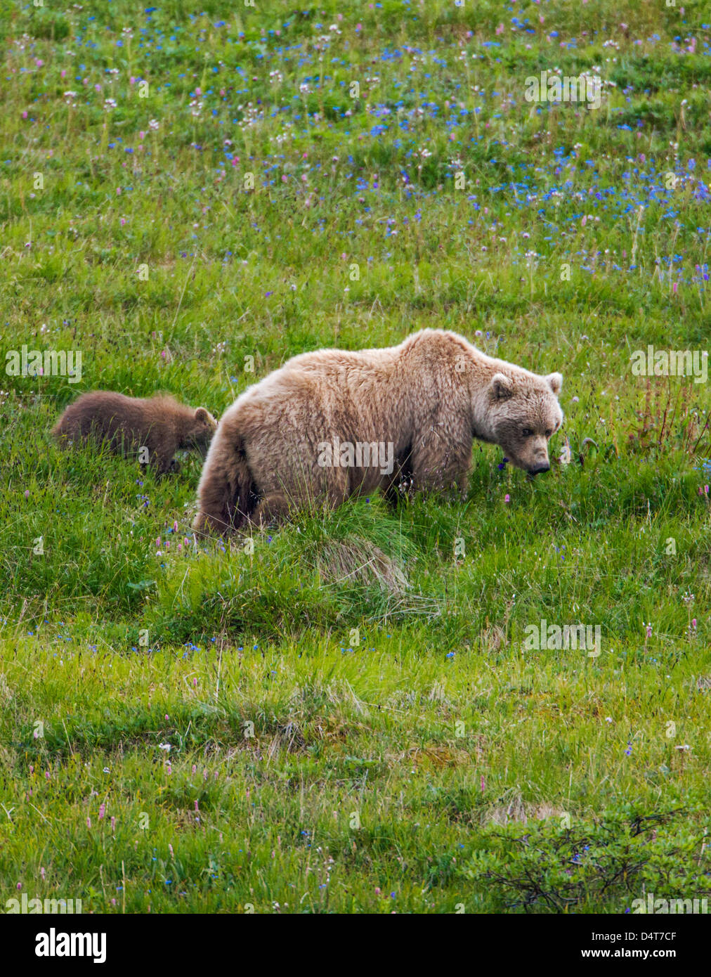 Weibliche (Sow) Grizzlybär (Ursus Arctos Horribilis), mit jungen, Sable Pass, Denali National Park, Alaska, USA Stockfoto