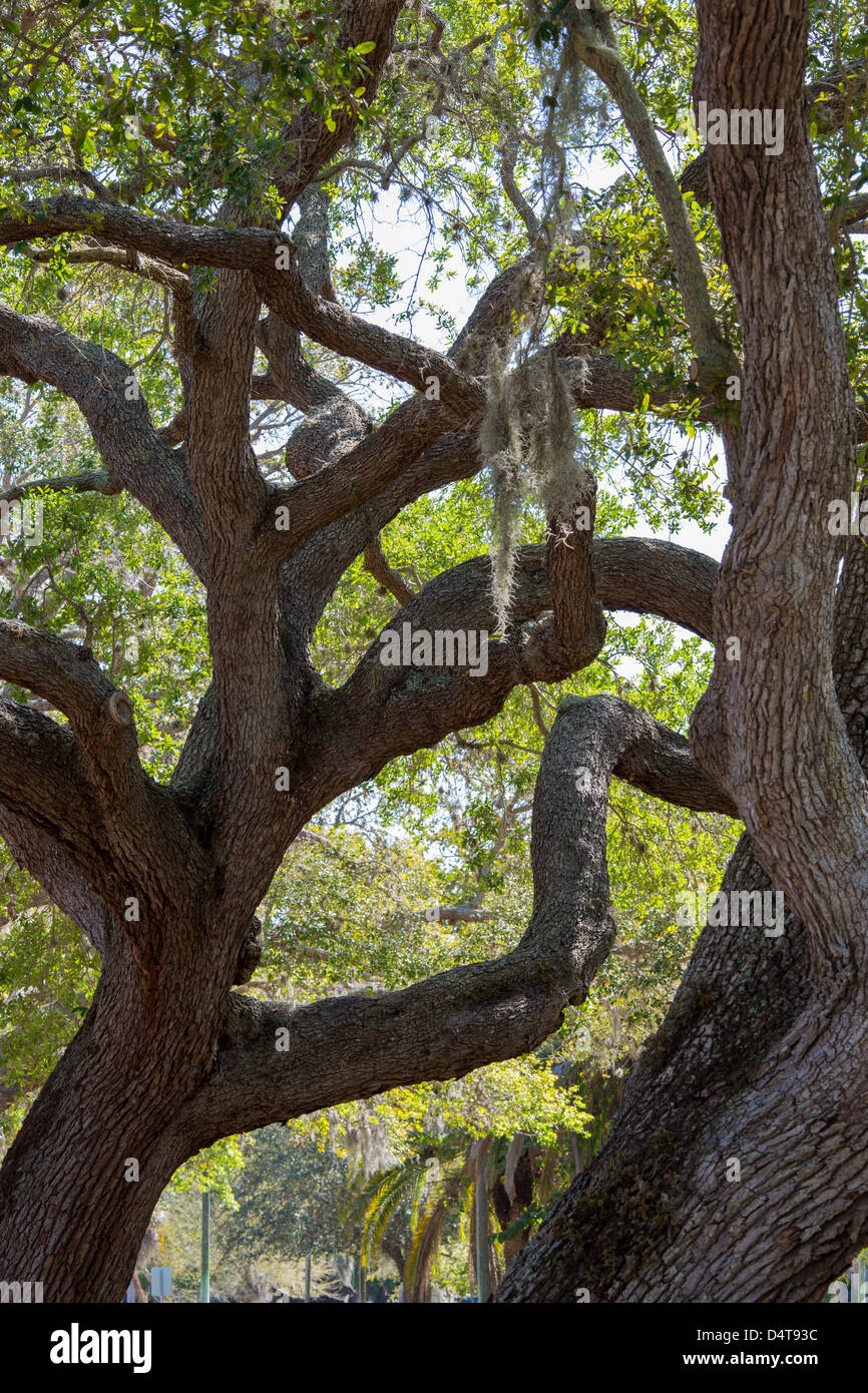Details der Zweige der Eiche Bäume auf Venedig Avenue in Venice Florida Stockfoto