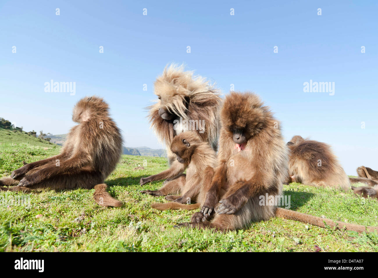 Gelada, Gelada Pavian (Theropithecus Gelada), Äthiopien Stockfoto