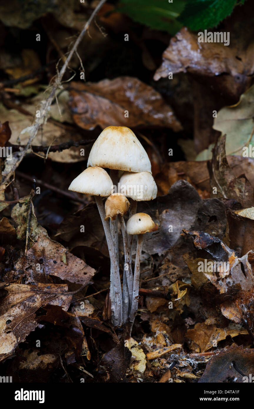 Gruppierten Toughshank Pilze (Collybia Confluens) wächst in Laubstreu in Clumber Park, Nottinghamshire. Oktober. Stockfoto