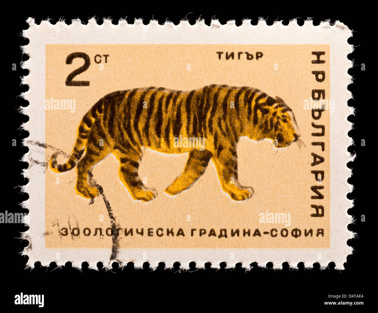 Briefmarke aus Bulgarien, die Darstellung eines Tigers, für die Sofia Zoo ausgestellt. Stockfoto